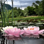 icon Nature Lotus Flower LWP(Natura LWP Fiore di Loto)
