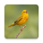 icon Bird Soundboard(Suoni e suonerie di uccelli) 2.13