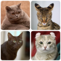 icon Cats(Cat Breeds Quiz - Game about C
)