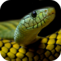 icon Snake Wallpapers (Sfondi serpente)