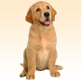 icon Animal sounds (Suoni di animali)