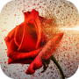 icon Gold Roses(Gold Roses Live Wallpaper, Love Flowers Images Gif
)