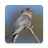 icon Cuckoo Bird Sounds(Cuculi Suoni di uccelli) 2.15