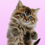 icon Talking Dancing Cat(Gatto parlante Balla e fa le fusa)