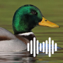 icon Duck Calls(Caccia alle anatre
)