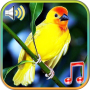 icon Birds sounds ringtones(Suoni di uccelli Suonerie e sfondi)