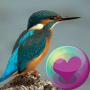 icon Hummingbirds HD Wallpaper (Sfondi HD di Colibrì)