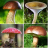 icon Mushroom identifier(Identificatore di funghi
) 2.9
