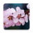icon Cherry Blossom Live Wallpaper 1.0.7