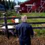 icon ranch simulator walkthrough(Ranch Simulator Soluzione
)