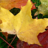 icon Autumn Wallpapers(Sfondi autunnali) 1.4.0
