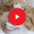icon Funny Cat Videos 2.0