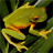 icon Frog Jigsaw Puzzles(Rane Jigsaw Puzzles) 2.9.41