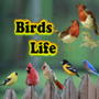 icon Birds Life(La vita degli uccelli)