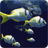 icon Fish Schooling(Fish Schooling VR) 1.5
