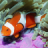 icon Underwater Jigsaw Puzzles(Jigsaw Puzzles sottacqua) 2.9.42