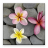 icon Stones in Water Live Wallpaper 1.0.4