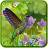 icon Hummingbirds live wallpaper(Carta da parati colibrì) 1.0.4