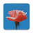 icon Aesthetic(sfondo estetico 4K e HD
) 1.2