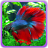 icon Betta Fish(Betta Fish Wallpaper) 3.0