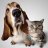 icon Dog & Cat Translator(Dog & Cat Translator-Prank App) 1.5.6