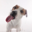 icon Dog Licks Screen Wallpaper(Sfondo per lo schermo per cani lecca) 9.0