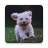 icon Dog Lock Screen(Schermo di blocco per cani online
) 2.0
