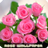 icon Roses flower Wallpapers(Rose Wallpapers Wallpapers V2) 1.1.5
