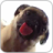 icon Dog Licking Live Wallpaper (Cane Licker Live Wallpaper GRATIS) 1.2