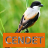 icon Master Kicau Cendet(Maestro Cendau Cendet) 1.1