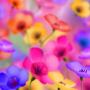 icon Beautiful Flower HD Wallpaper(Sfondo di bellissimi fiori HD)