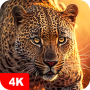 icon 7Fon Animals(Sfondi animali 4K)