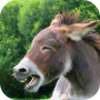icon Donkey Sounds(Suoni dasino)