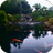 icon Real pond with Koi(Stagno reale con Koi) 10.0