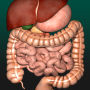 icon Internal Organs 3D Anatomy(Organi interni in anatomia 3D)
