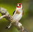 icon jilguero gratis(Cardellino) 1.0