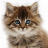 icon Talking Dancing Cat(Gatto parlante Balla e fa le fusa) 3.480.1.68
