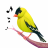 icon Bird Calls(Chiamate, suoni e suonerie di uccelli) 13.2.0