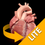 icon Heart 3D Anatomy Lite