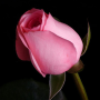 icon Flowers and Roses(Fiori e rose Immagini GIF
)