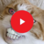 icon Funny Cat Videos