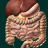 icon Internal Organs 3D Anatomy(Organi interni in anatomia 3D) 3.0.3