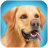 icon Dog Run(Corsa di cani) 1.2.3