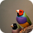 icon Bird Sounds(Suoni e suonerie di uccelli) 1.2