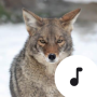 icon Coyote Sounds(Suoni Coyote)
