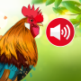 icon Animal Ringtones: Bird Sounds (Suonerie animali:)