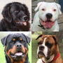 icon Dogs Quiz(Cani Quiz - Indovina le razze di cani popolari nelle foto
)