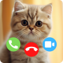 icon Cat Fake CallCat Wallpaper(Chiamata falsa per gatti e sfondo per gatti Chiamata falsa)