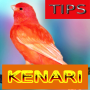 icon Tips Perawatan Kenari(Suggerimenti per il trattamento degli uccelli Canarie)