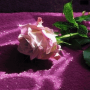 icon com.dakshapps.greenleafrose(LWP Green Leaf Rose)